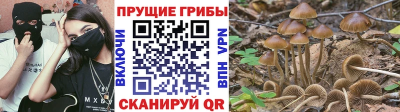 нарко площадка телеграм  Михайлов  Псилоцибиновые грибы мицелий 